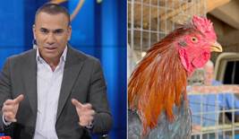 ئایندە بۆ مریشكی كوردی خۆماڵییە یان كێڵگەكانی ‏گۆشت؟