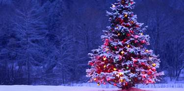 داری کریسمس، هێمای جەژنی کریسمس و سەری ساڵ.